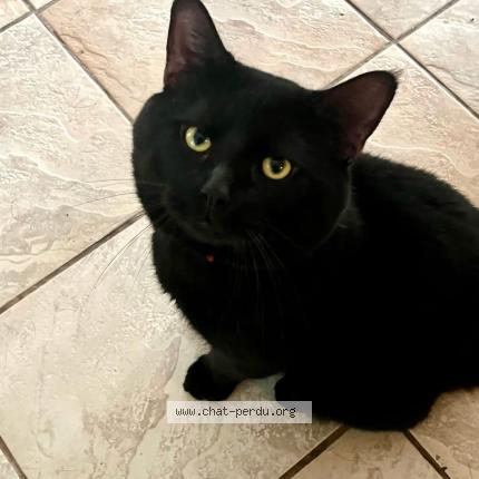 Photo 1/1 Mylo Chat lost in Shawinigan