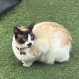 Picture of cat lost at Ca