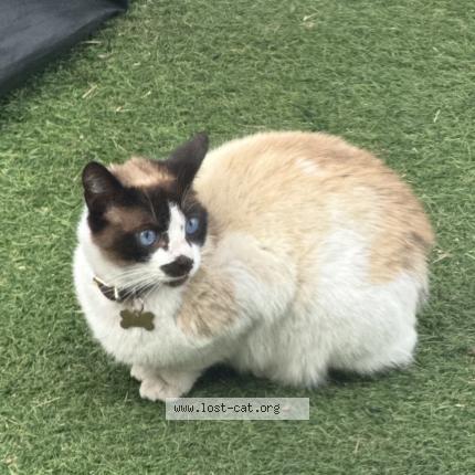 Photo 1/1 Marley Chat lost in Ca