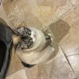 Picture of cat lost at Donzenac