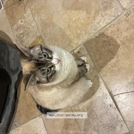 Photo 1/1 Mimine Chat lost in Donzenac