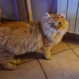 Picture of cat lost at Ganges