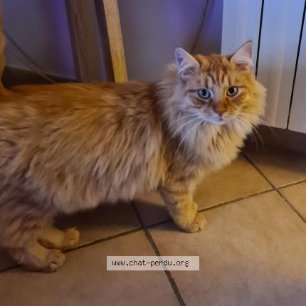 Photo 1/1 helene senac Chat lost in Ganges