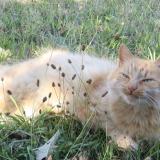 Picture of cat lost at Sainte Consorce