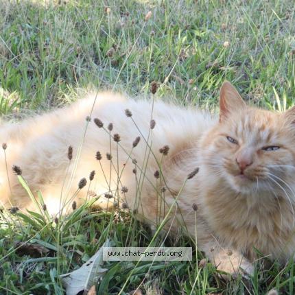 Photo 1/1 Tifou Chat lost in Sainte consorce