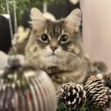 Picture of cat lost at Brest