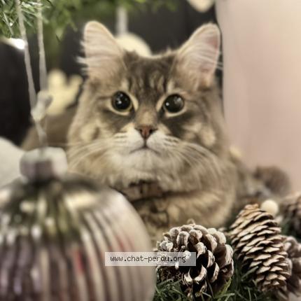 Photo 1/1 Milo Chat lost in Brest