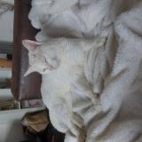 Picture of cat found at Bourg Des Comptes