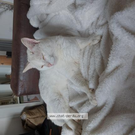 Photo 1/1 Found cat Found in Bourg des comptes