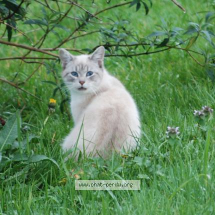 Photo 1/1 Found cat Found in Boisredon