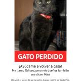 Picture of cat lost at Cordoba