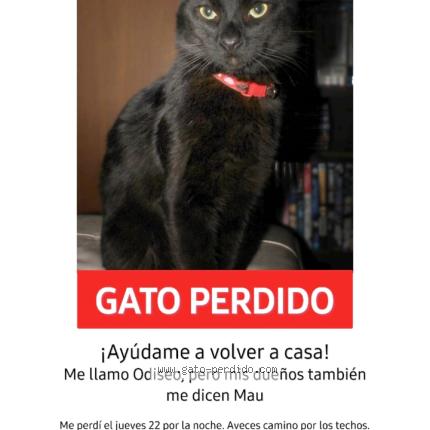 Photo 1/1 Odiseo Chat lost in Cordoba