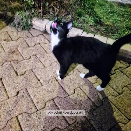 Photo 1/1 Found cat Found in Sury le comtal