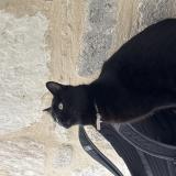 Picture of cat found at Montpellier