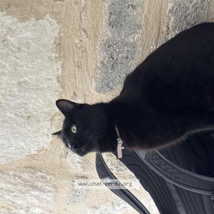 Photo 1/1 Found cat Found in Montpellier