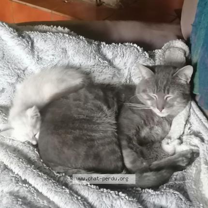 Photo 1/1 Found cat Found in Jarmenil