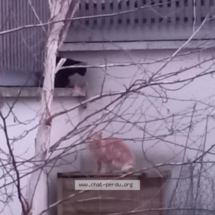 Photo 1/2 Found cat Found in Aubervilliers