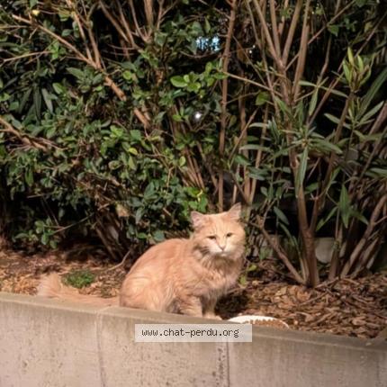 Photo 2/2 Found cat Found in Aubervilliers