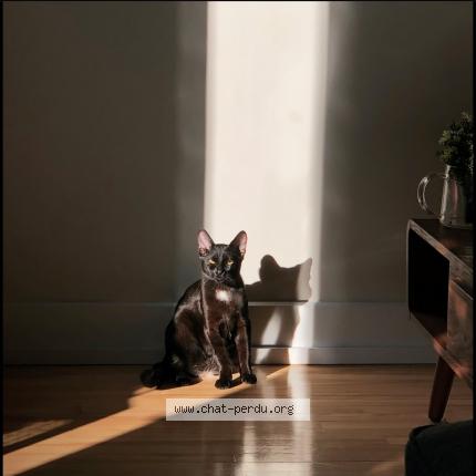 Photo 1/1 Cat reunited Lost in Montreal