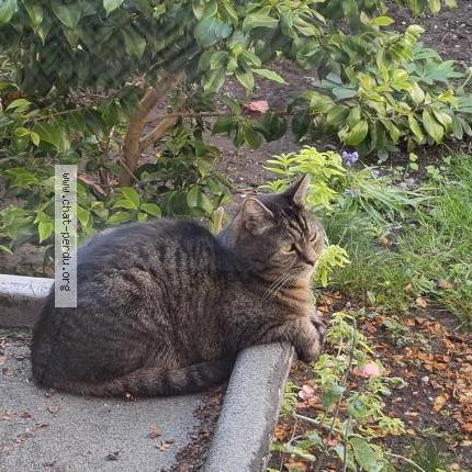 Foto van vermiste kat in Schaerbeek
