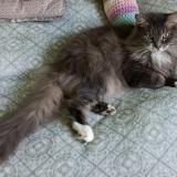 Picture of cat lost at La Ferte Gaucher