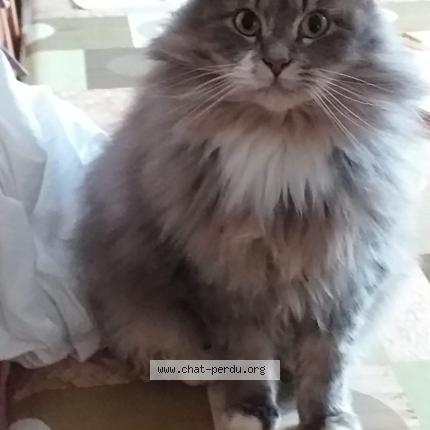 Photo 2/5 Nina Chat lost in La ferte gaucher