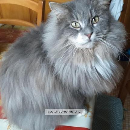 Photo 3/5 Nina Chat lost in La ferte gaucher