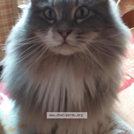 Photo 4/5 Nina Chat lost in La ferte gaucher