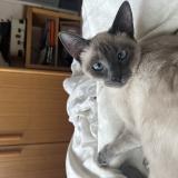 Picture of cat lost at Pessac