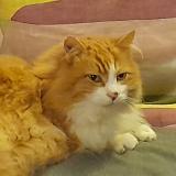 Picture of cat lost at Bretenieres