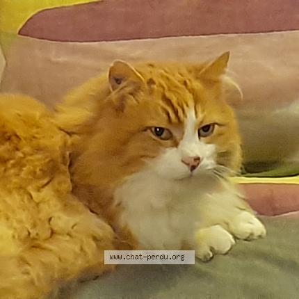 Photo 1/1 Mucha Chat lost in Bretenieres