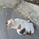 Picture of cat found at Chelles