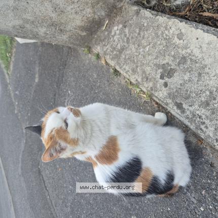 Photo 1/1 Found cat Found in Chelles