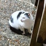 Picture of cat found at Conches