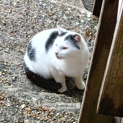 Photo 1/1 Found cat Found in Conches