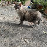 Picture of cat lost at Montreuil