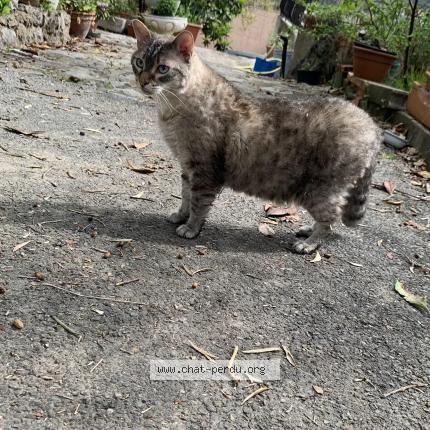 Photo 1/1 Sunny Chat lost in Montreuil