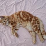 Picture of cat lost at Champlan