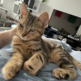 Picture of cat lost at Besancon