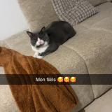 Picture of cat lost at Saint Mandrier Sur Mer