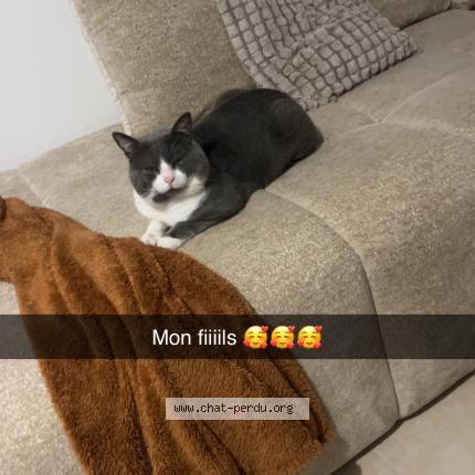 Photo 1/1 Tokyo Chat lost in Saint mandrier sur mer