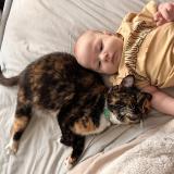 Picture of cat lost at Hope Mills