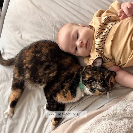 Photo 1/1 Cali Chat lost in Hope mills