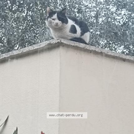 Photo 1/1 Found cat Found in Feyzin