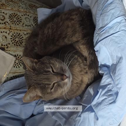 Photo 1/1 Kiki Chat lost in Escala