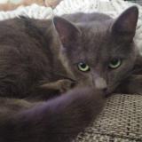 Picture of cat lost at Malville