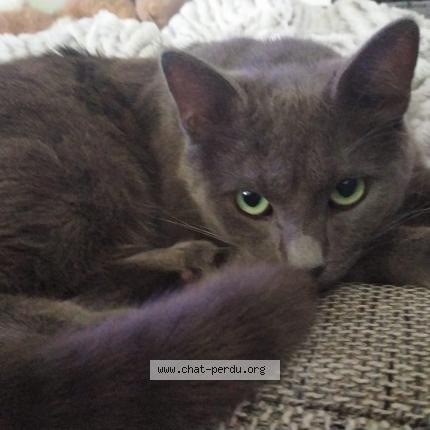 Photo 1/1 Urano Chat lost in Malville