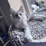 Picture of cat lost at Beyne Heusay