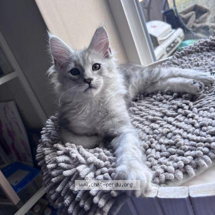 Photo 1/1 Alaska Chat lost in Beyne heusay