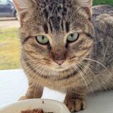 Picture of cat found at Brazey En Plaine